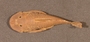 Pseudancistrus pediculatus FMNH 58564 1of3 dorsal